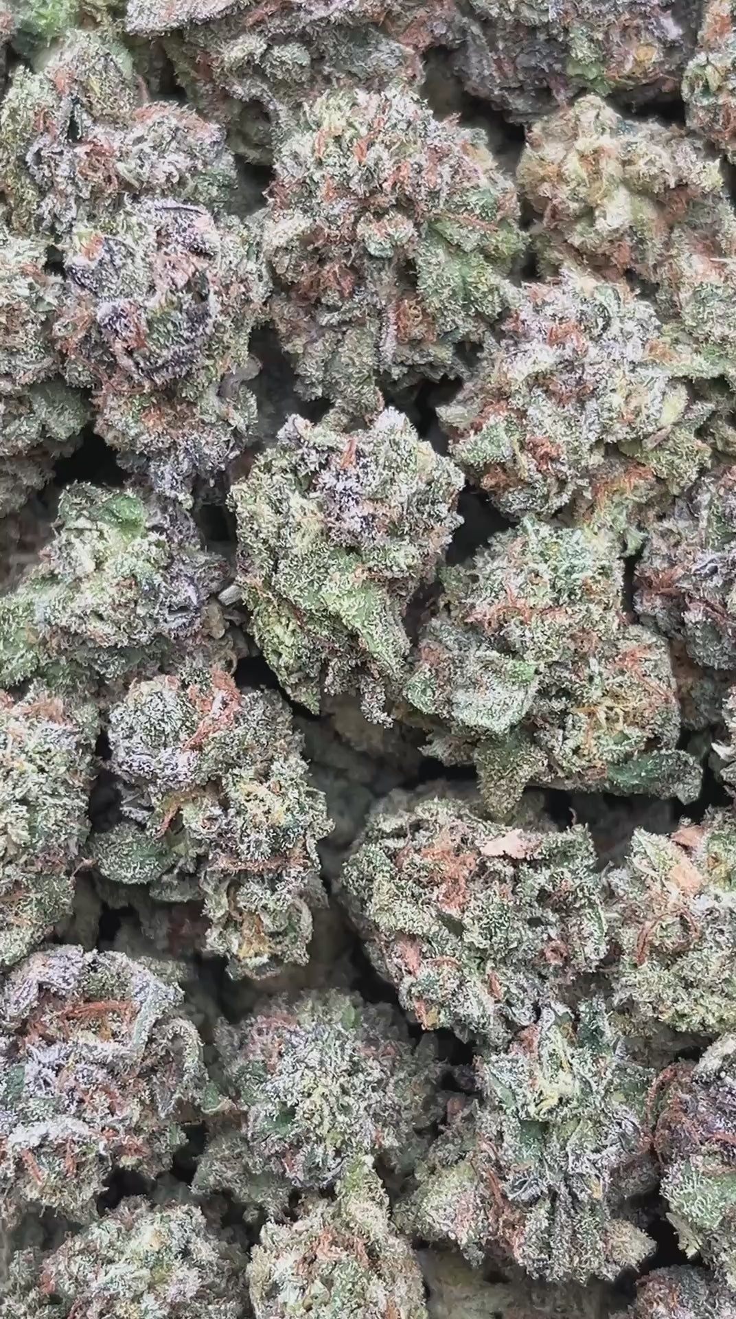 Wild Cherry Smalls - PK571