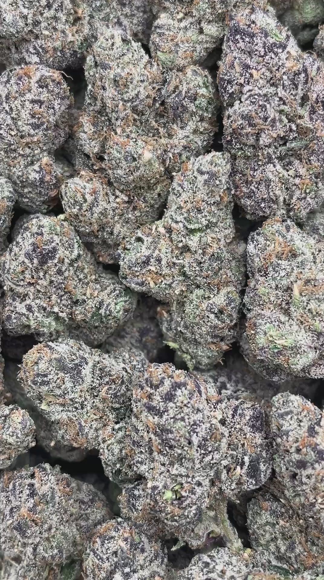 Gumballz - PK534 (Licensed)