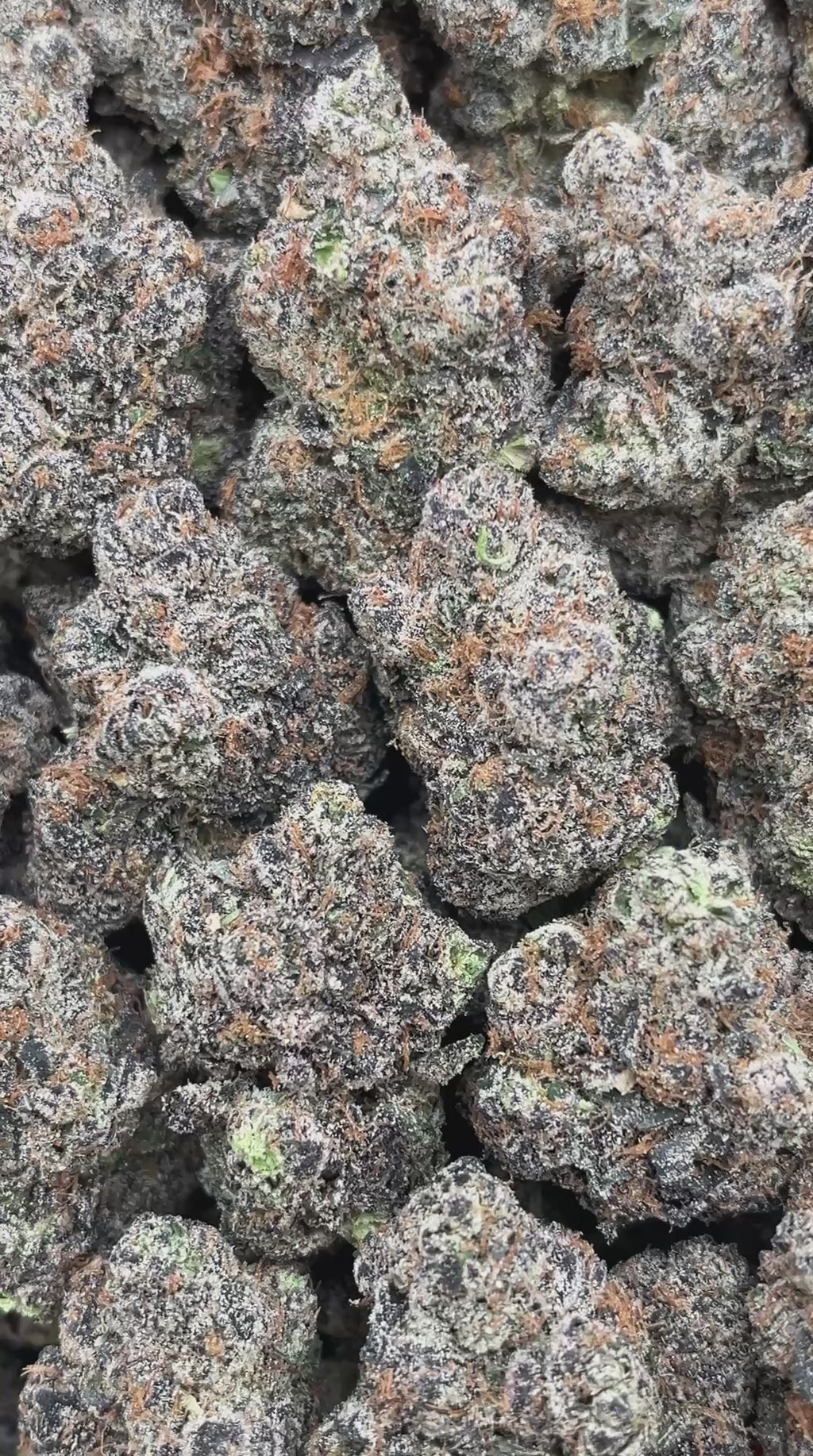 Slurricane - PK603