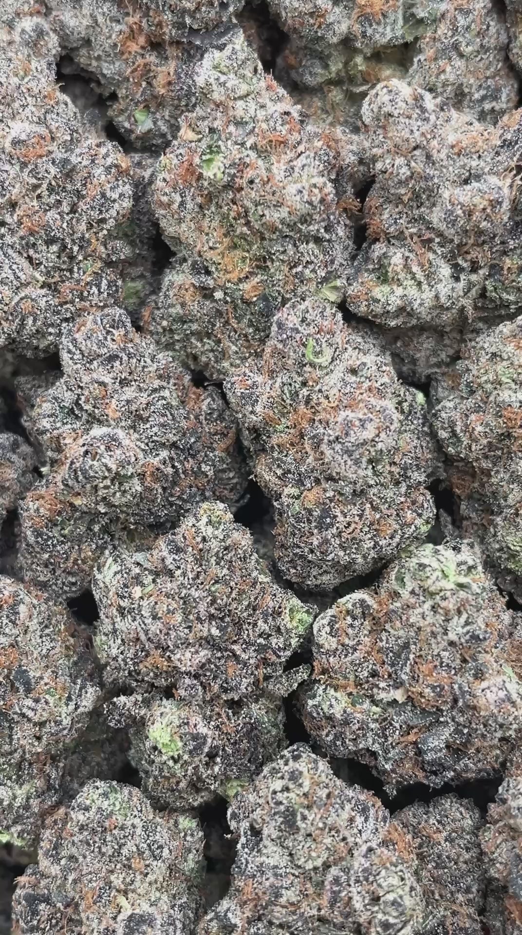 Slurricane - PK603