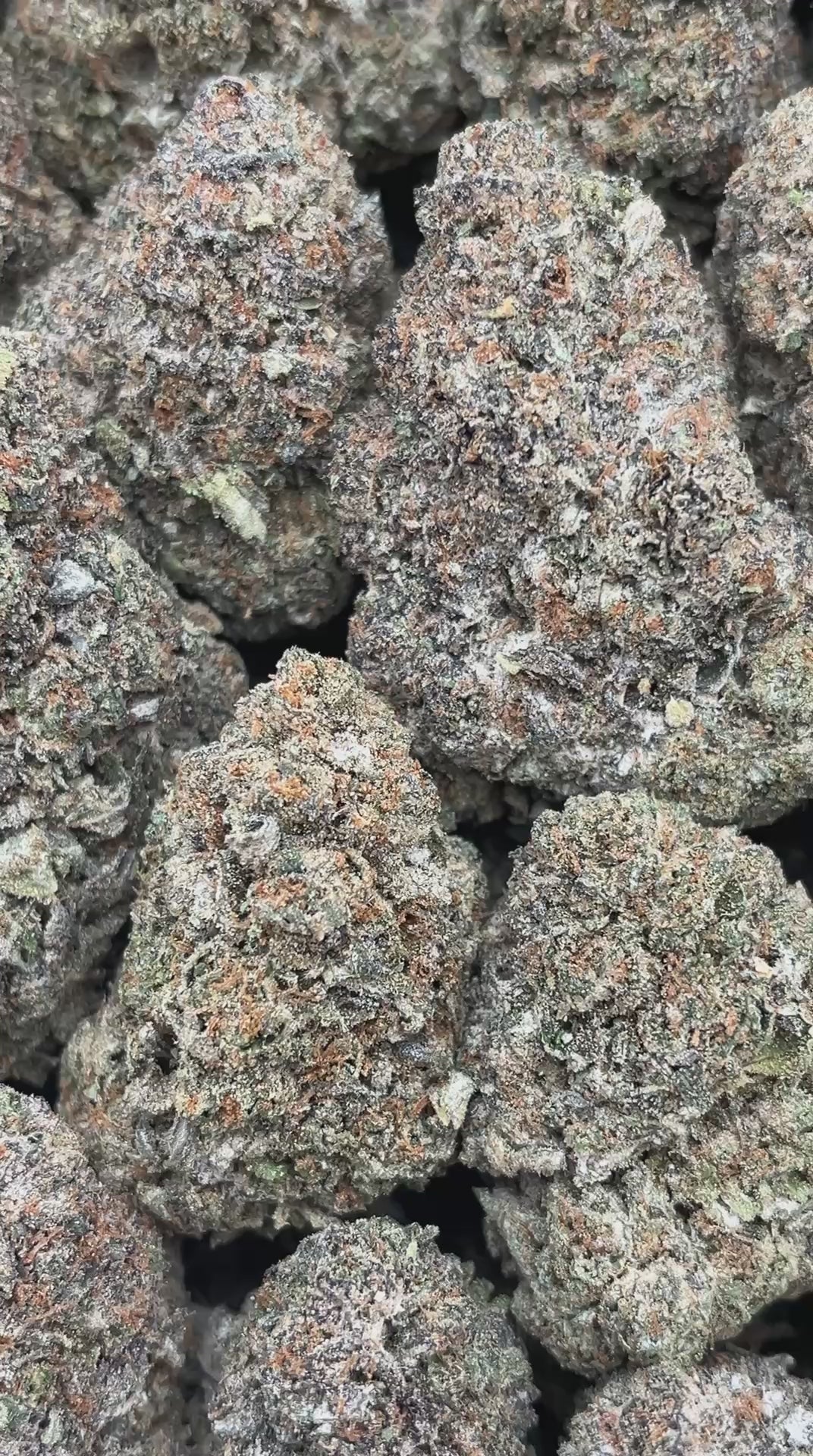 Fritter Licker - PK564