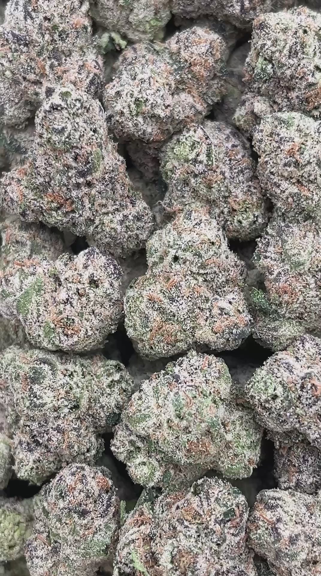 Gelato 33 Mediums - PK547 (Licensed)