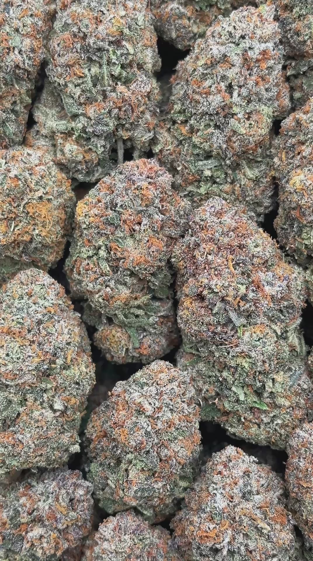 Lemon Cherry Gelato - PK617