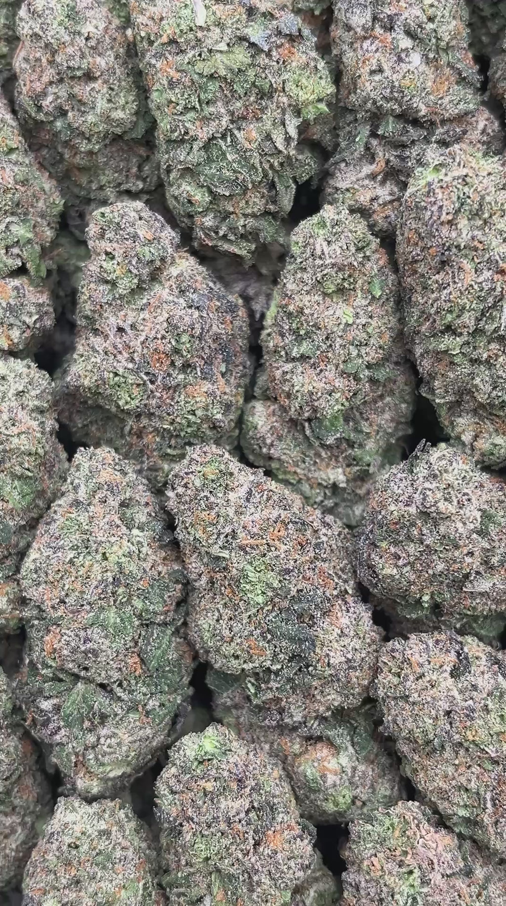 Blueberry Headband - PK575