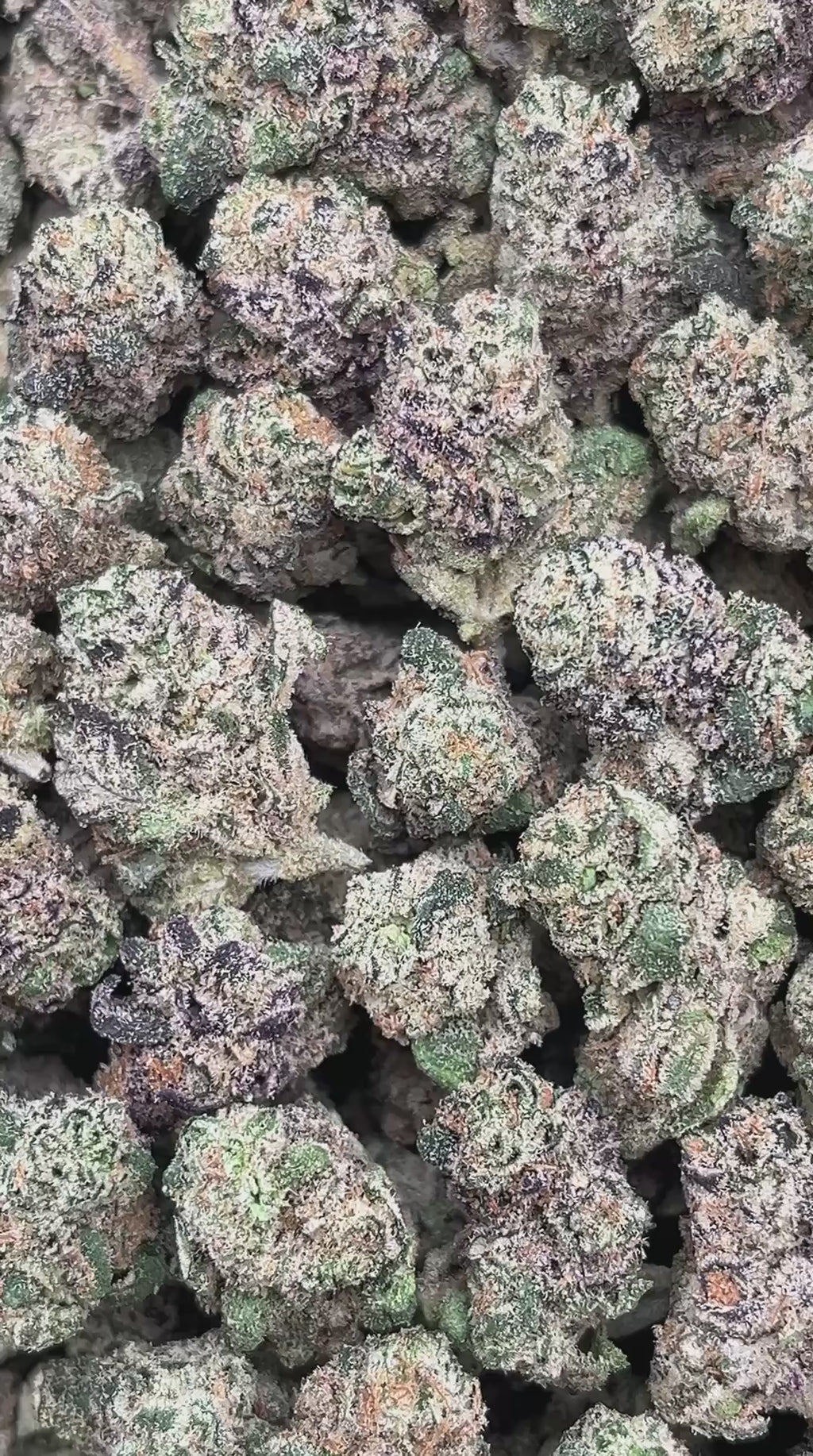 Candy Fuel Smalls - PK530