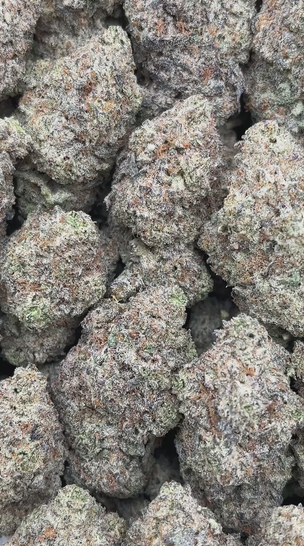 White Truffle - PK528