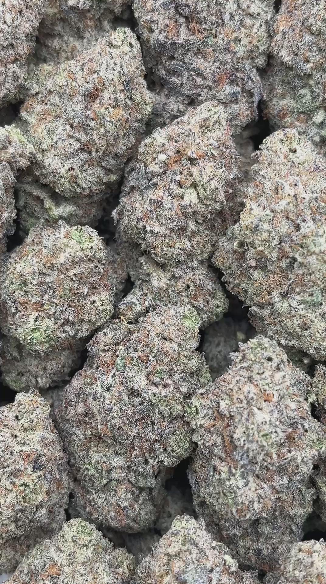 White Truffle - PK528