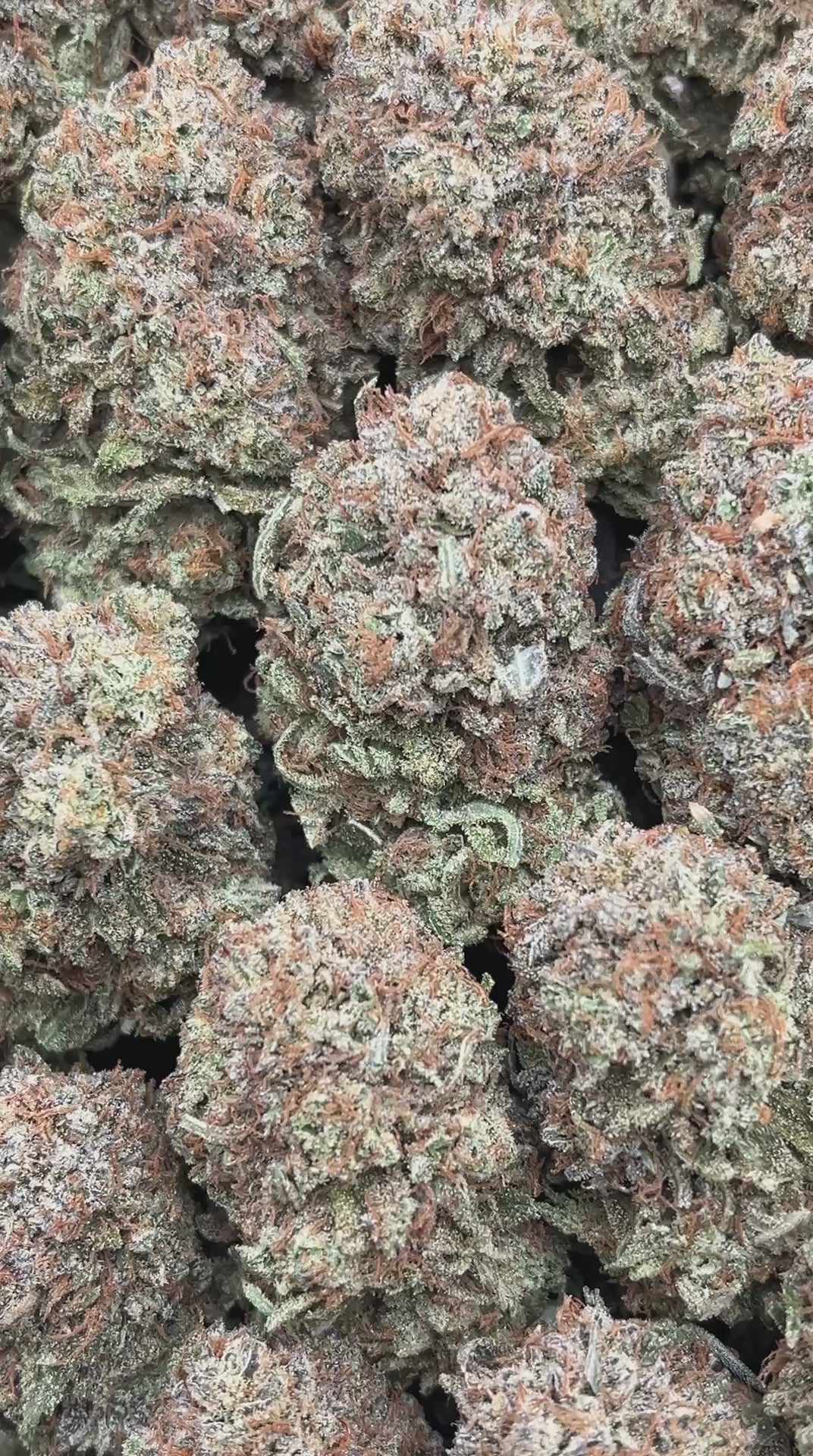 Platinum King - PK609