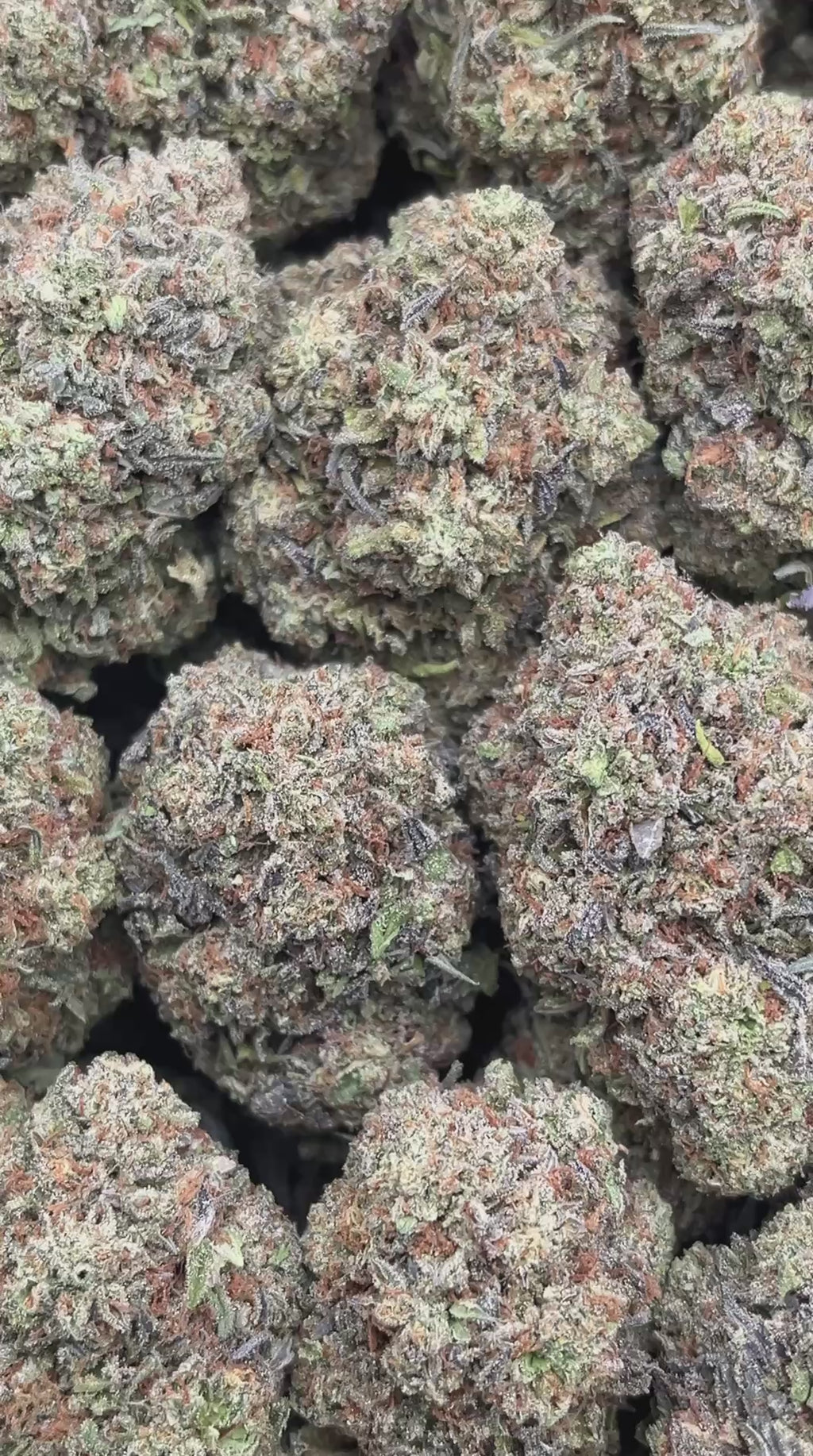 Sunset Black Ice - PK554