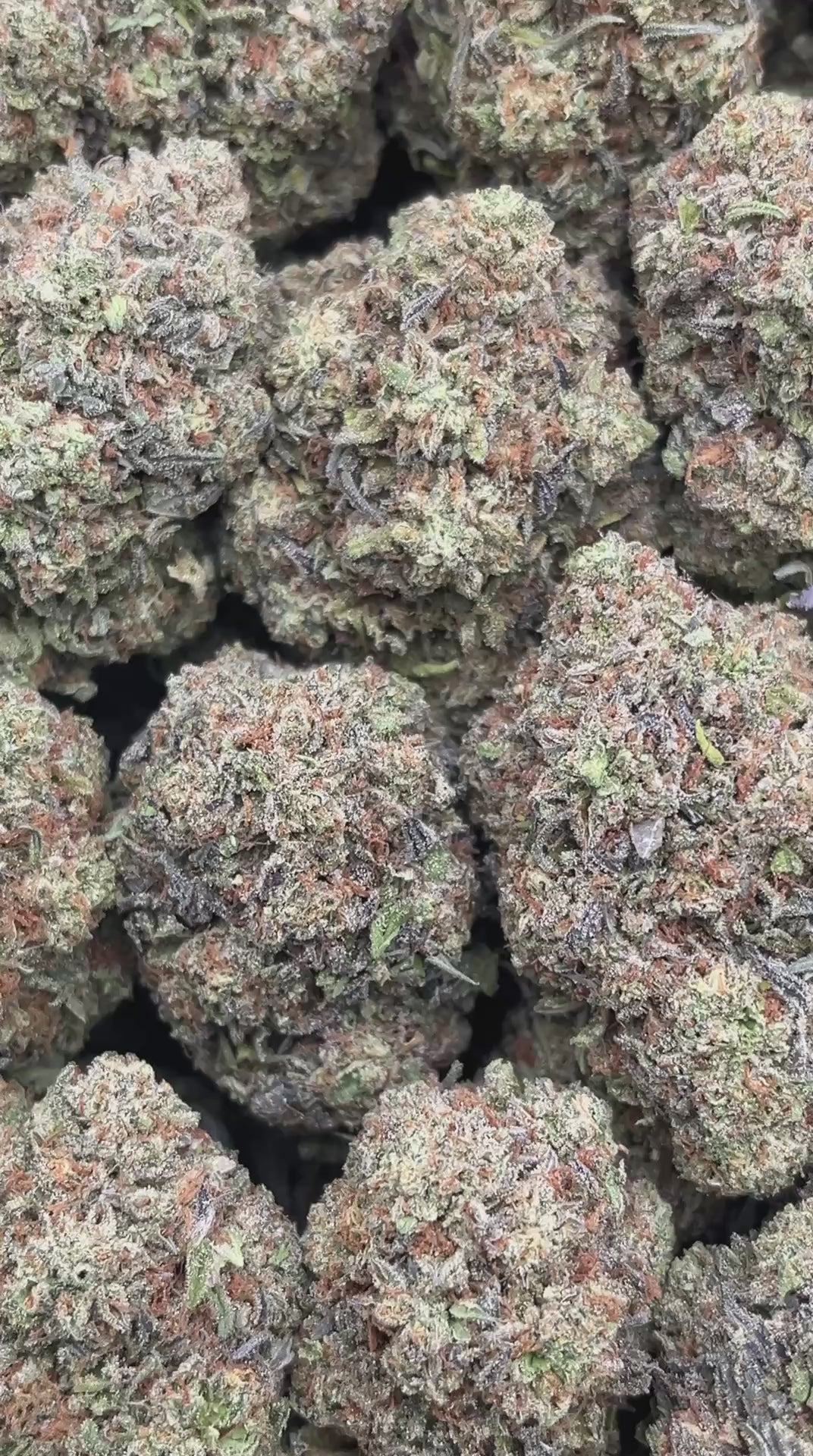 Sunset Black Ice - PK554