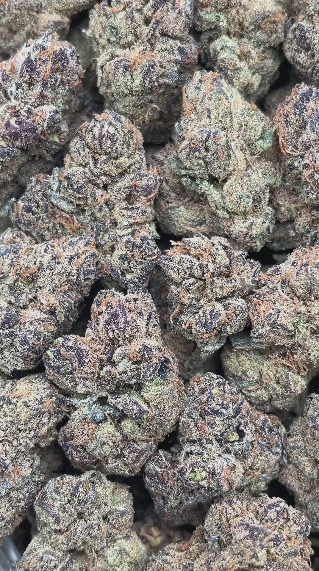 Berry Gelato - PK594