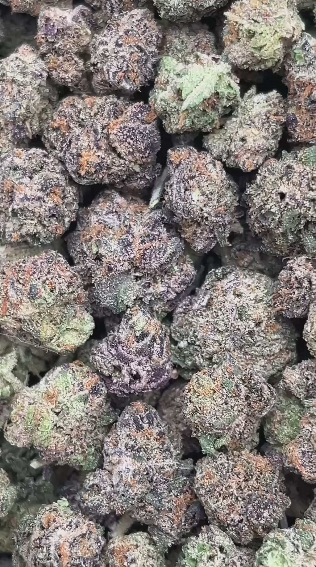 Zushilato Micros - PK580