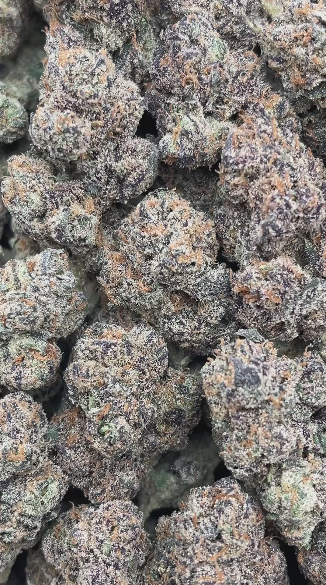 Rainbow Runtz - PK565 (Licensed)