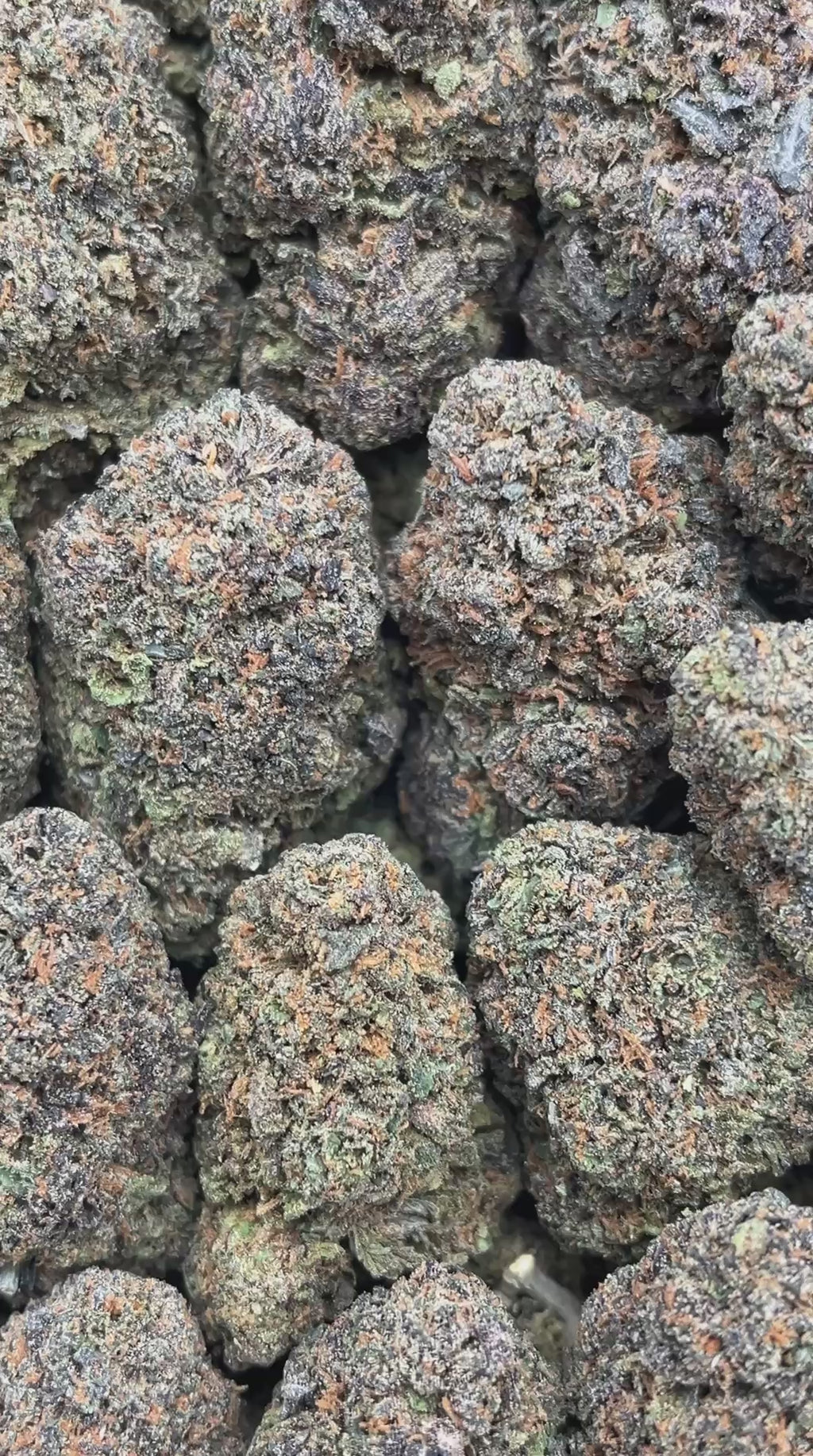 Tropical Runtz - PK608