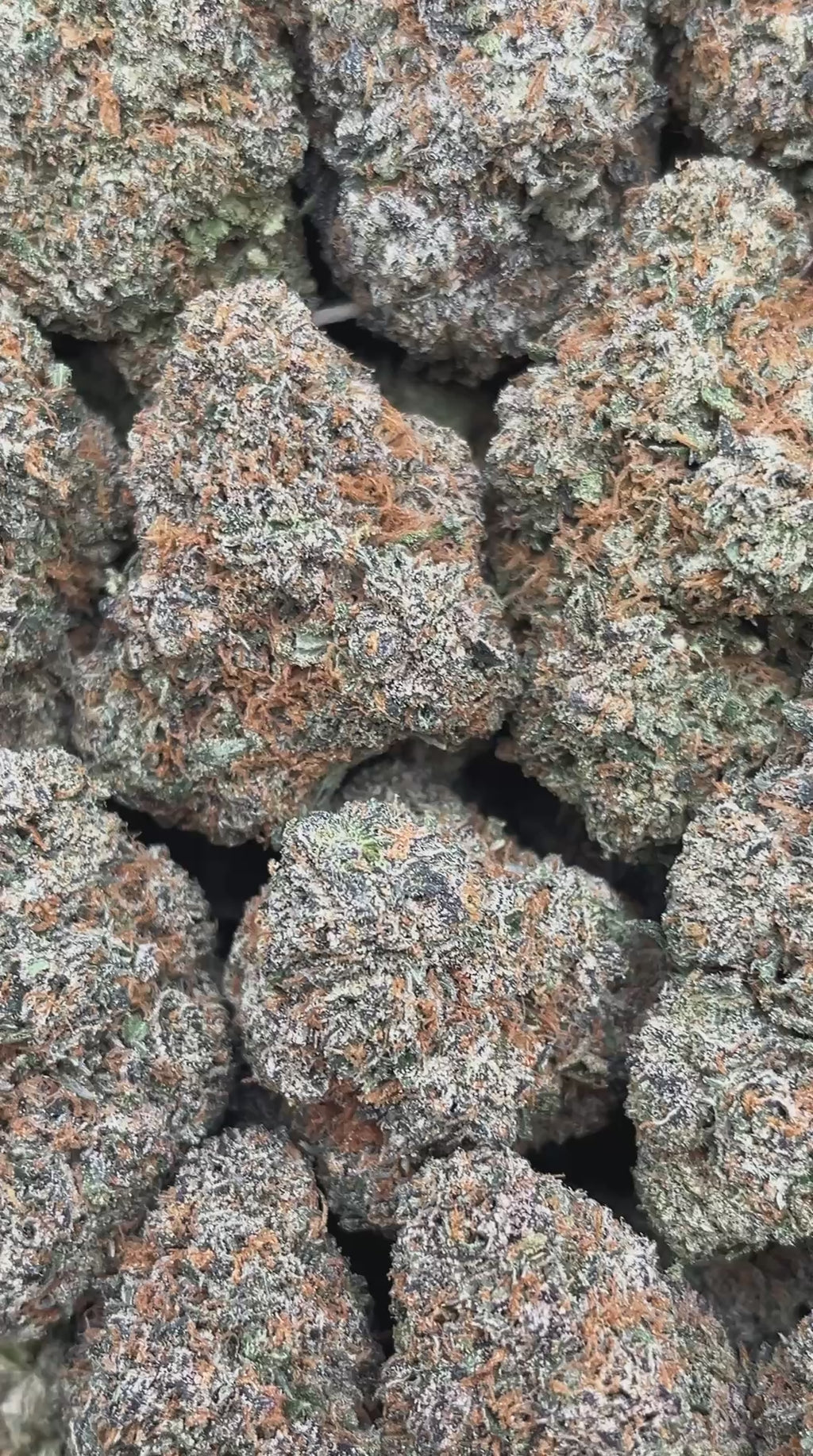 Cherry Gorilla - PK600