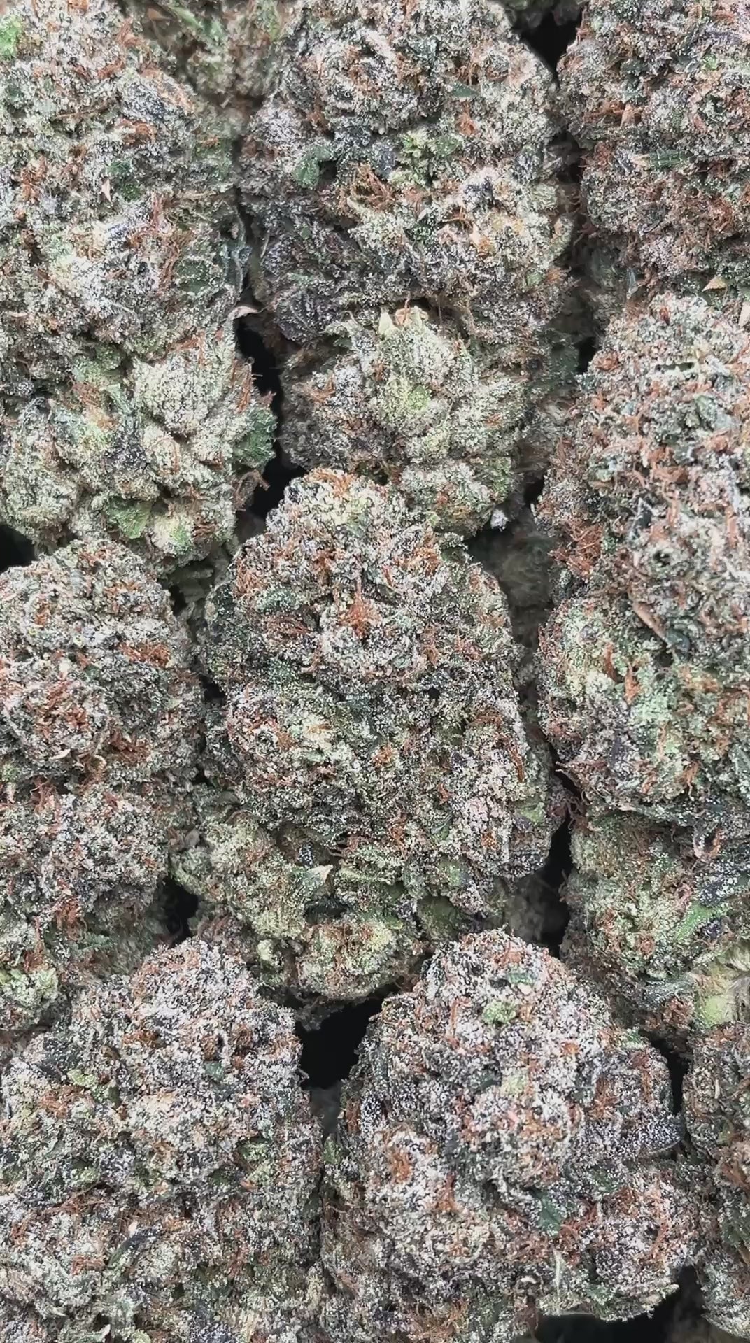 Candy Mochi - PK569