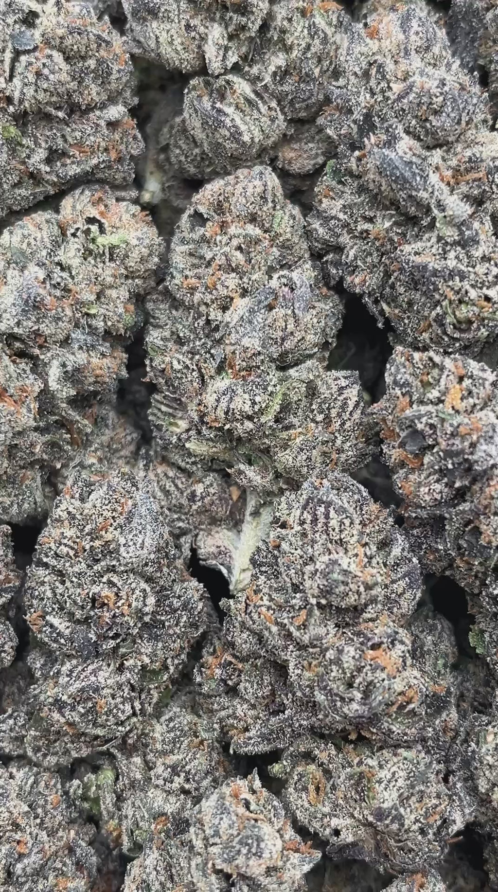 Coochie Runtz - PK605