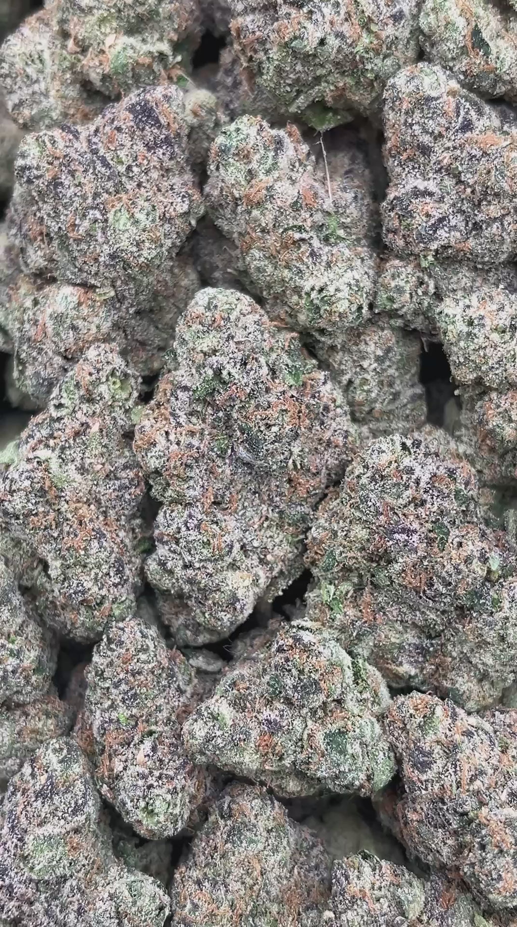 Supreme Runtz - PK535