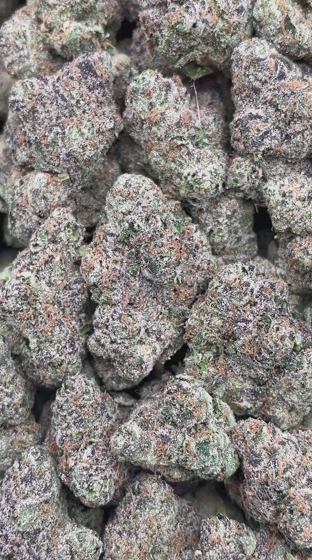 Supreme Runtz - PK535