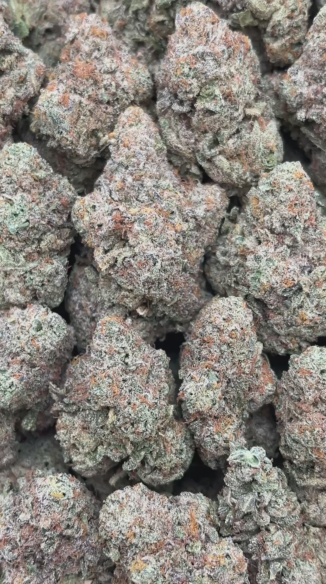 Mochi Gelato - PK560