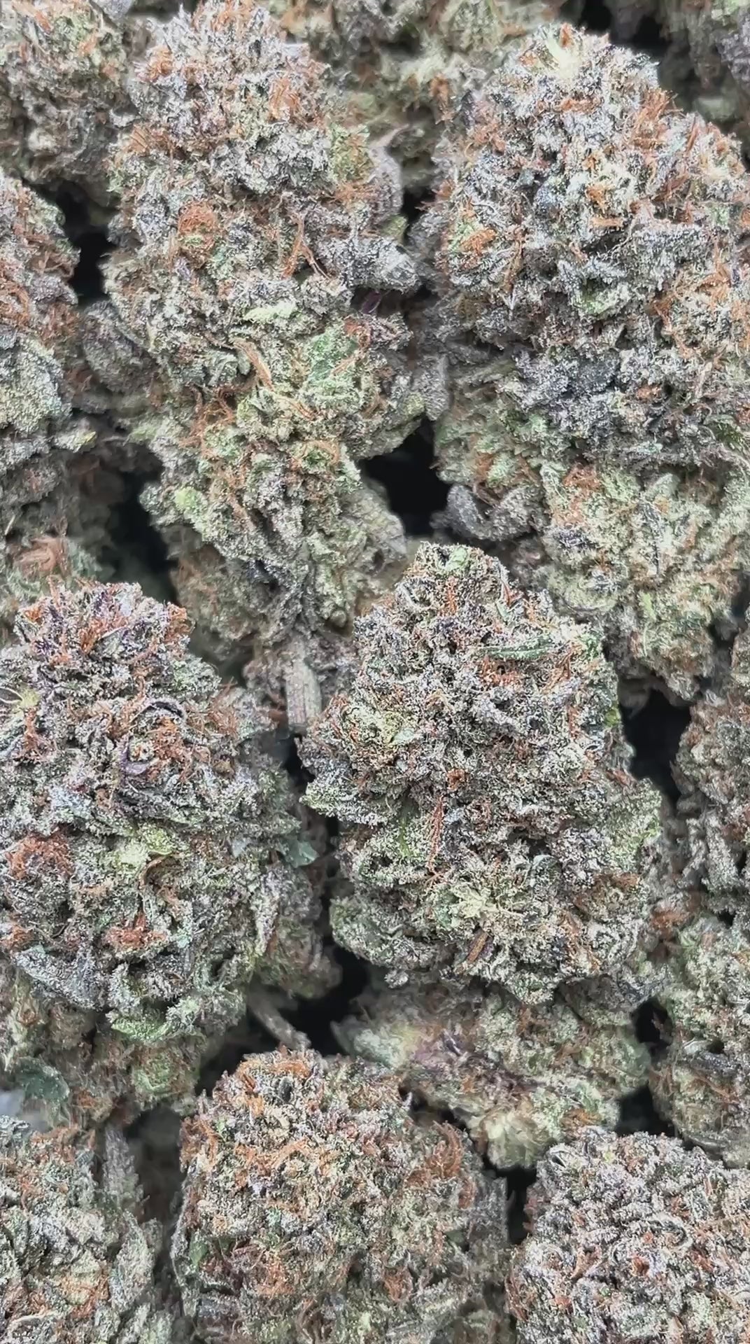 Platinum Haze - PK552