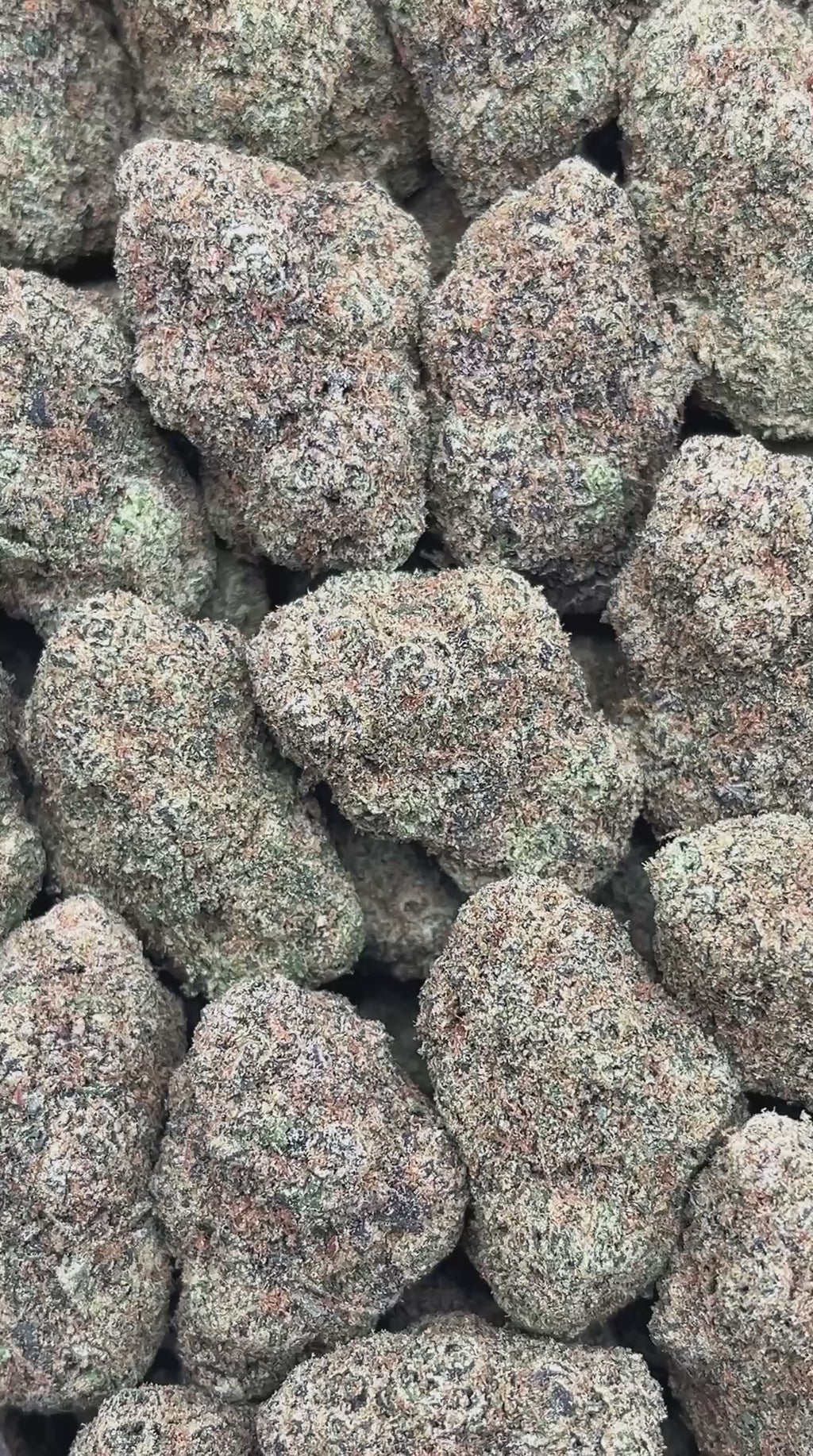 Cinnamon Gelato - PK558