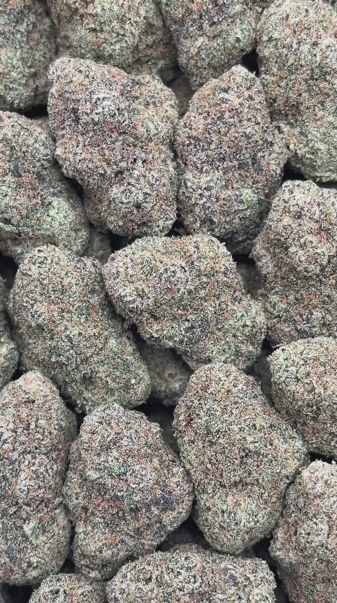 Cinnamon Gelato - PK558