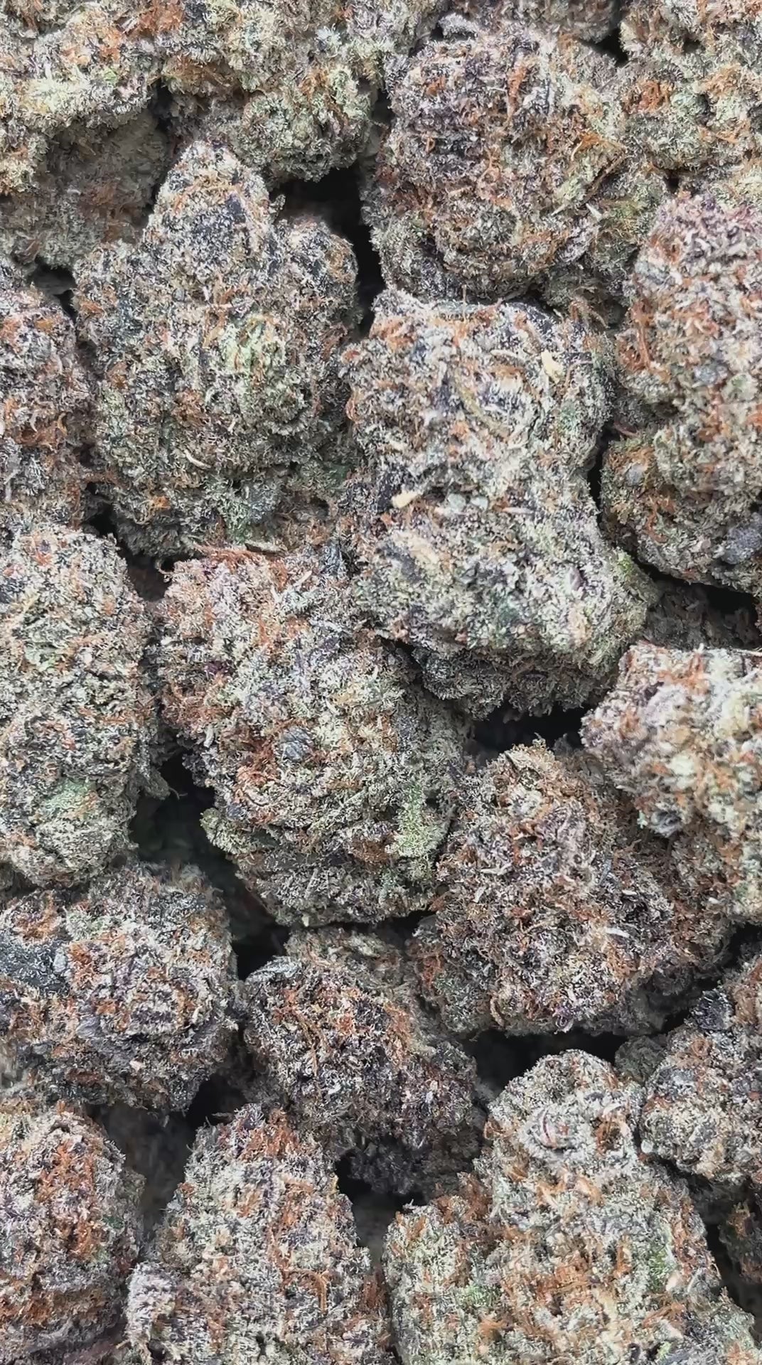 Disco Glitter - PK557