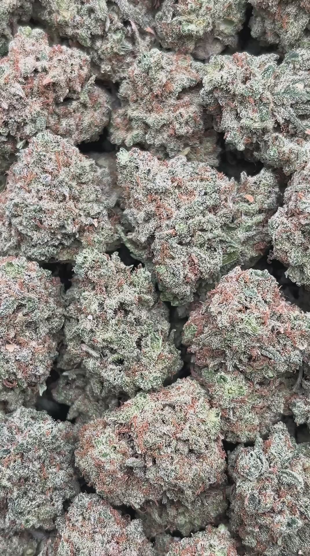 Fruity Gum - PK531