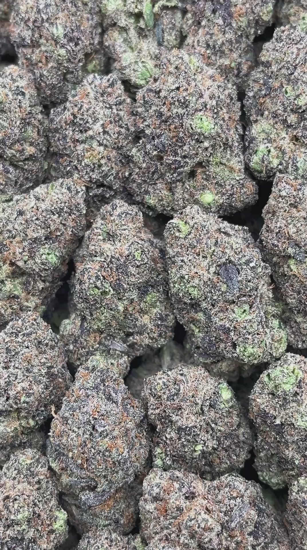 Rainbow Sherbet - PK524