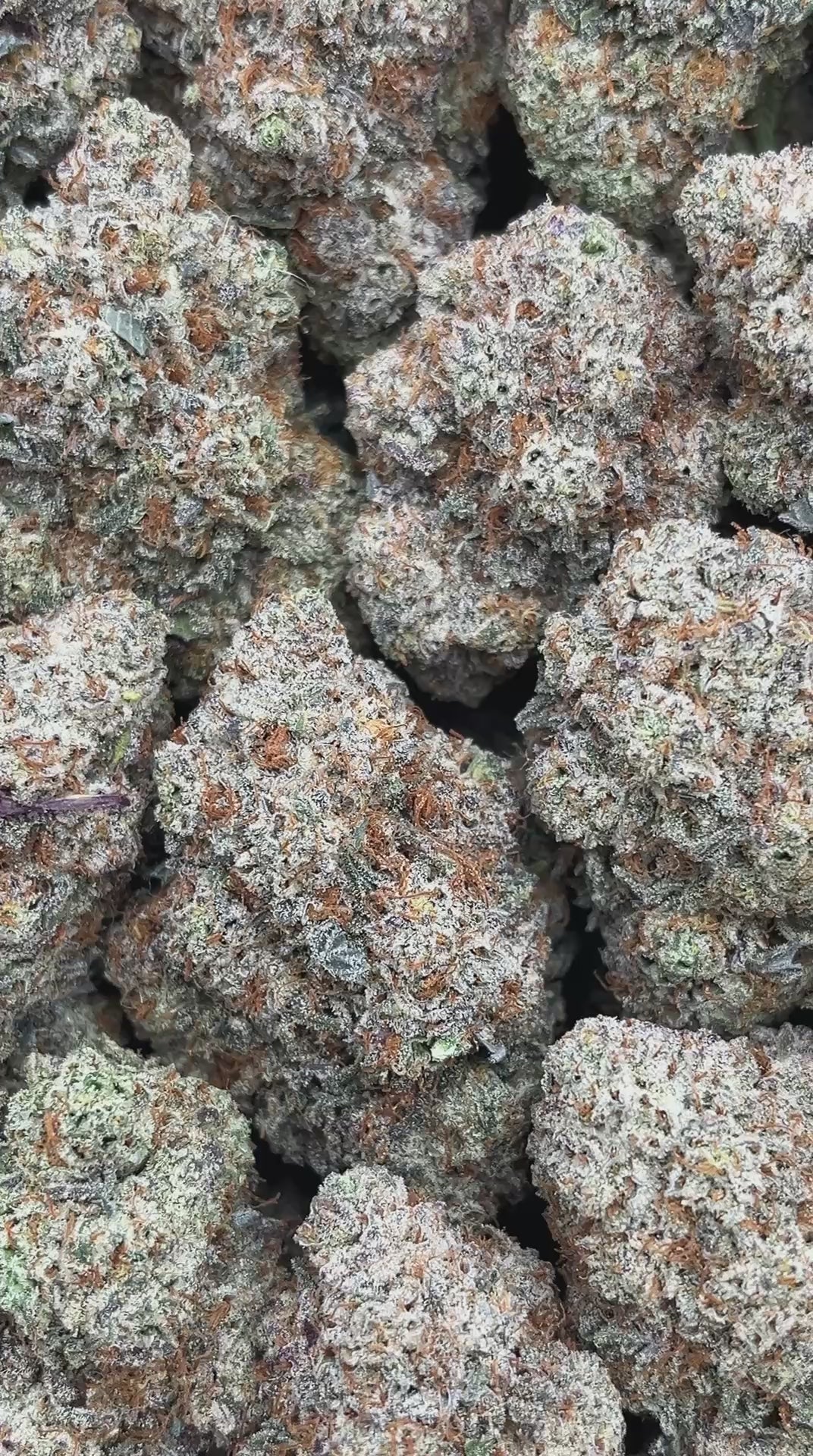 Oreo Thunder - PK525