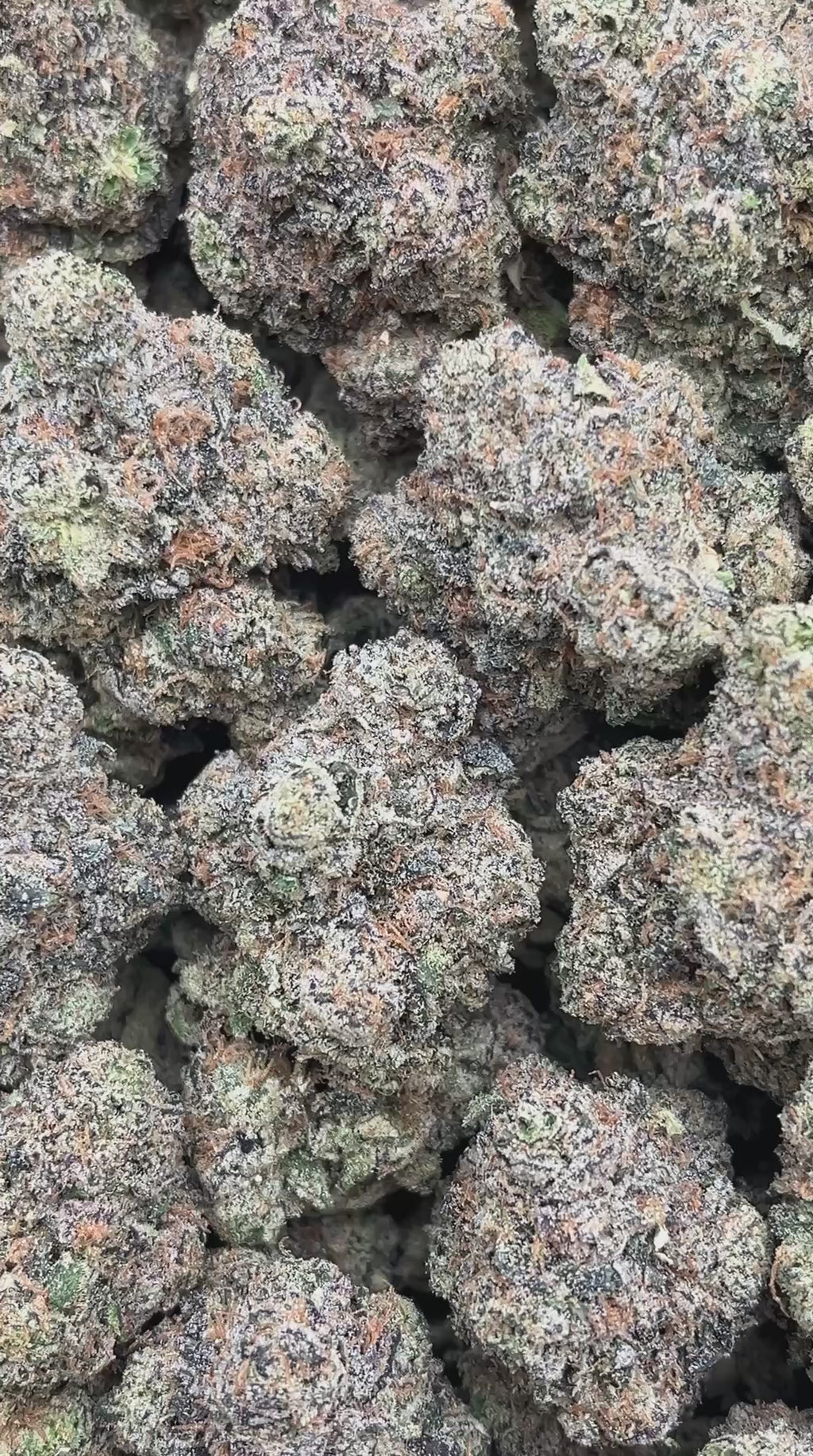 Biskante - PK566 (Licensed)