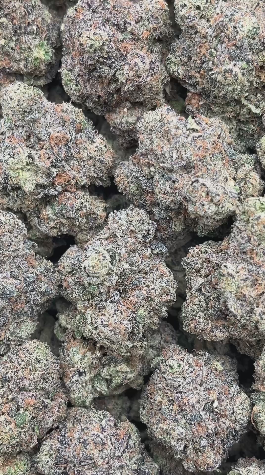 Biskante - PK566 (Licensed)