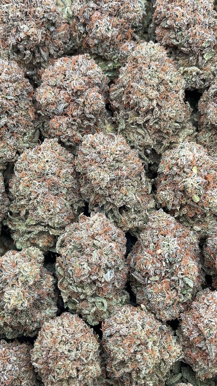 Platinum King - PK609