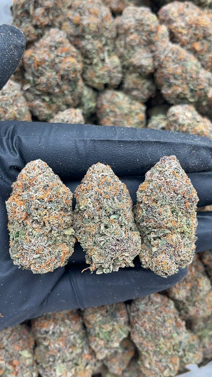 Lemon Cherry Gelato - PK617